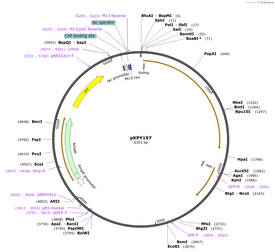 62599-plasmid-map-sequence-id-102908