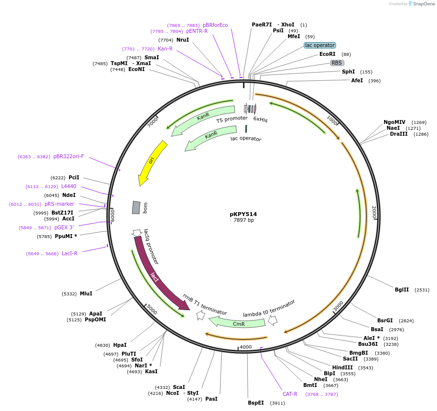 62598-plasmid-map-sequence-id-102909