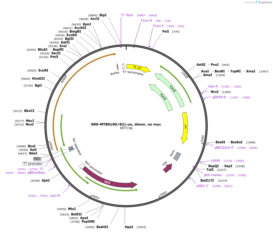 22385-plasmid-map-sequence-id-10293