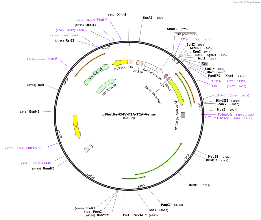 62621-plasmid-map-sequence-id-102957