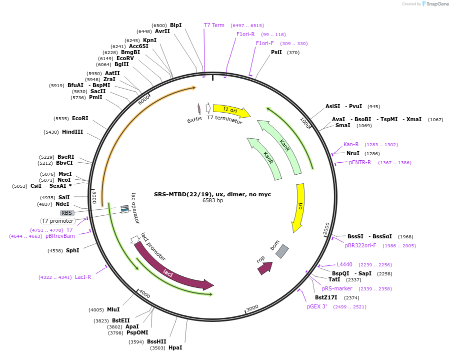 22390-plasmid-map-sequence-id-10297