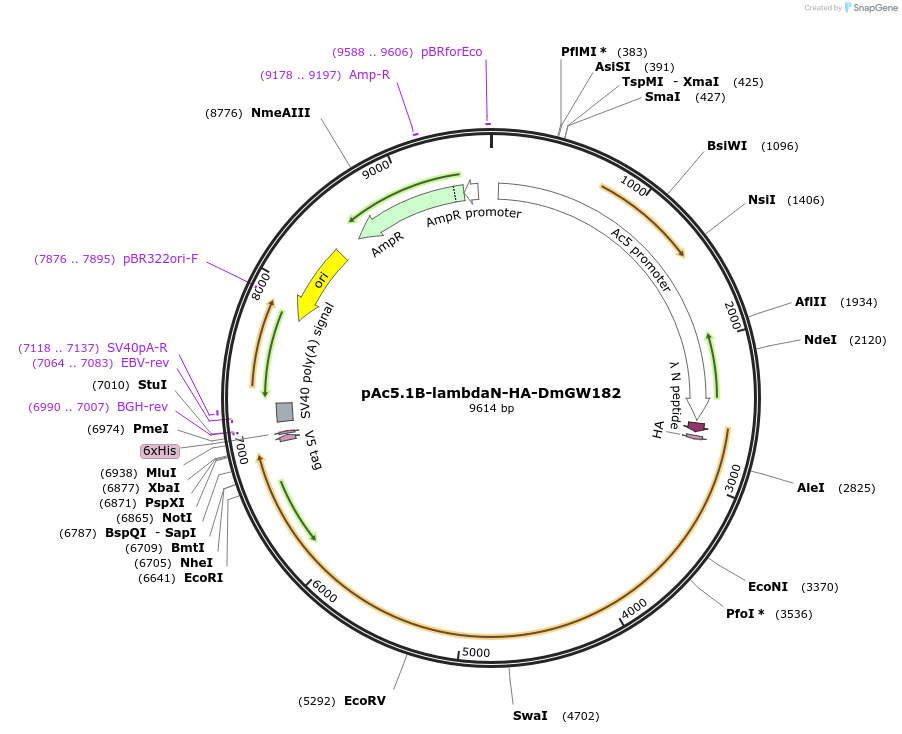 22406-plasmid-map-sequence-id-10301