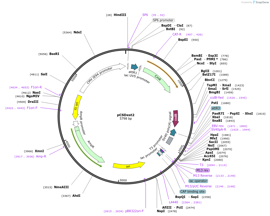 22424-plasmid-map-sequence-id-10310
