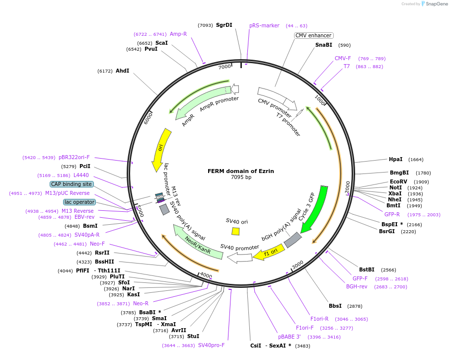62380-plasmid-map-sequence-id-103115