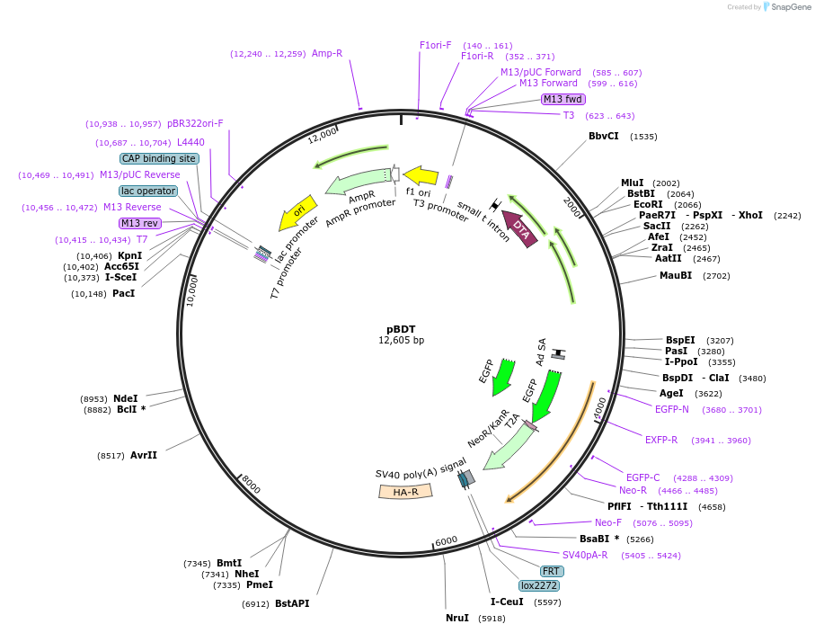 62660-plasmid-map-sequence-id-103218