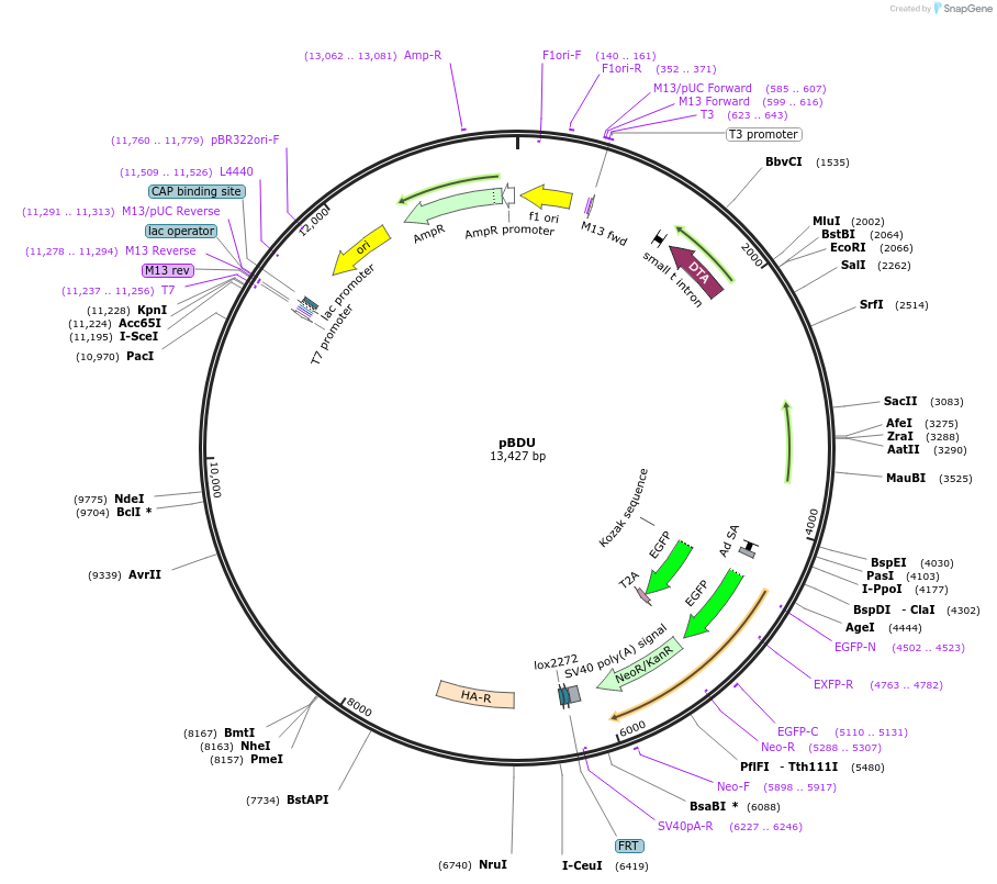 62661-plasmid-map-sequence-id-103219