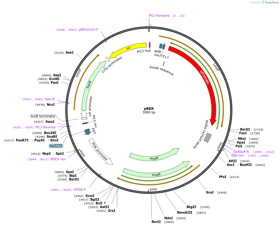 62662-plasmid-map-sequence-id-103220