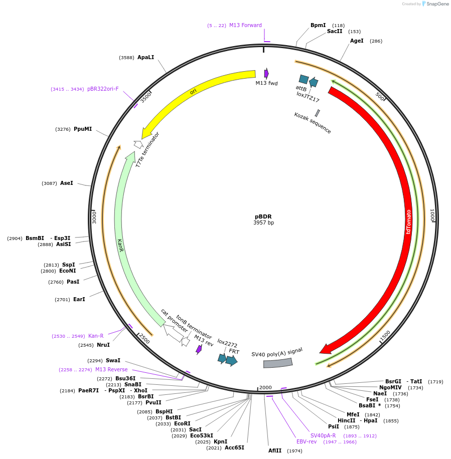 62663-plasmid-map-sequence-id-103221