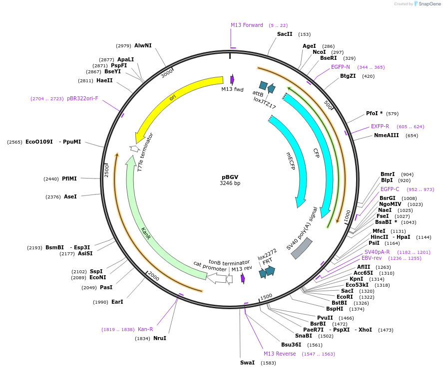 62664-plasmid-map-sequence-id-103222