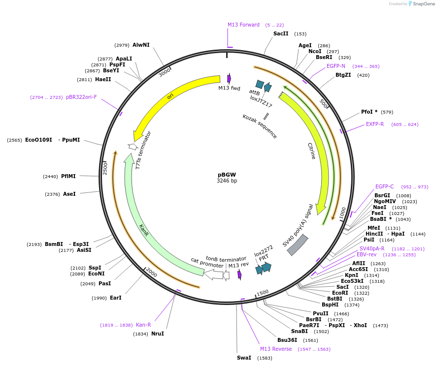 62665-plasmid-map-sequence-id-103223