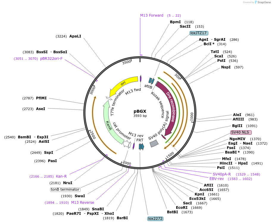 62666-plasmid-map-sequence-id-103224