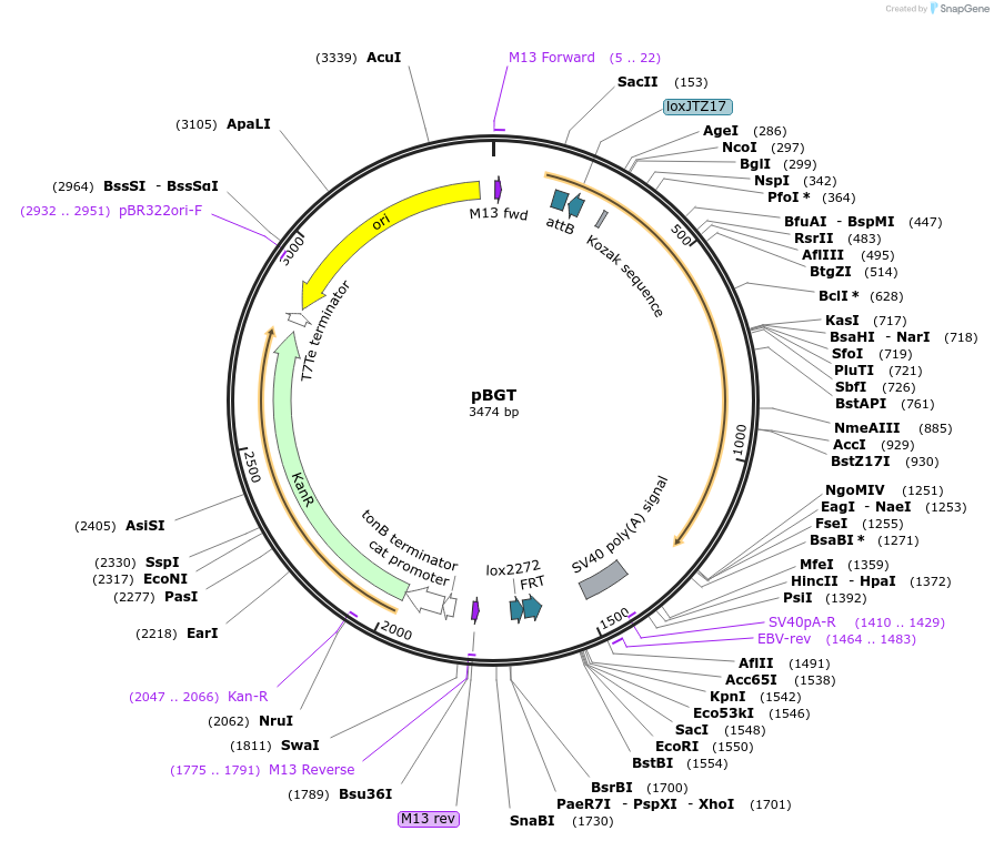 62667-plasmid-map-sequence-id-103225
