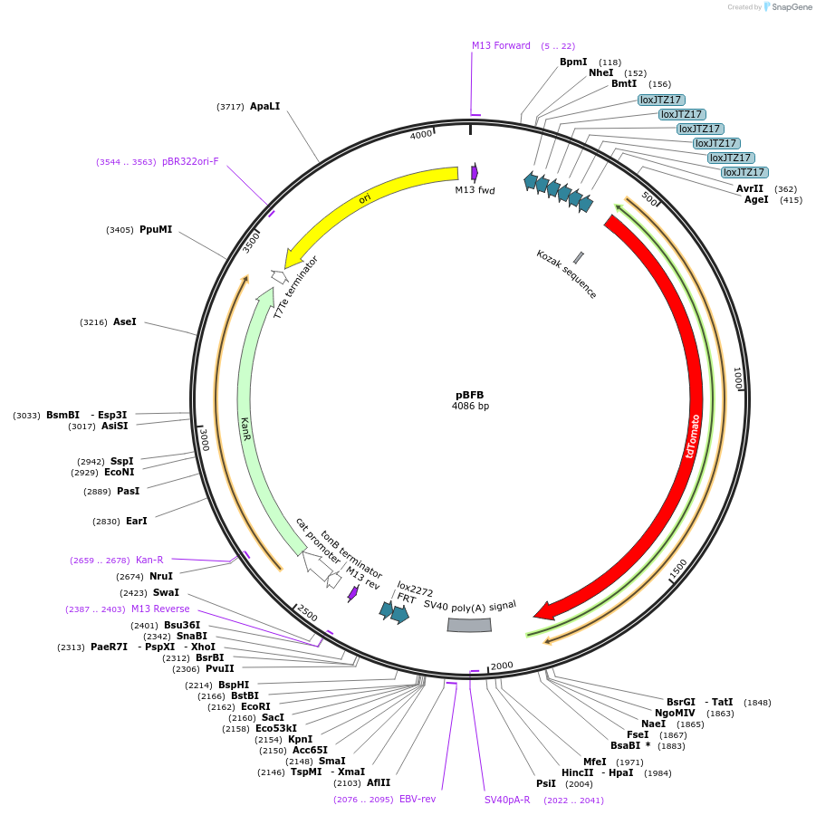 62668-plasmid-map-sequence-id-103226