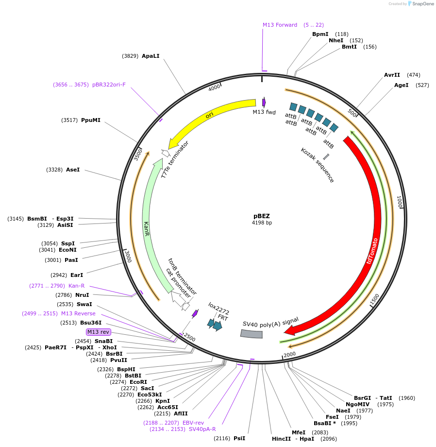 62669-plasmid-map-sequence-id-103227