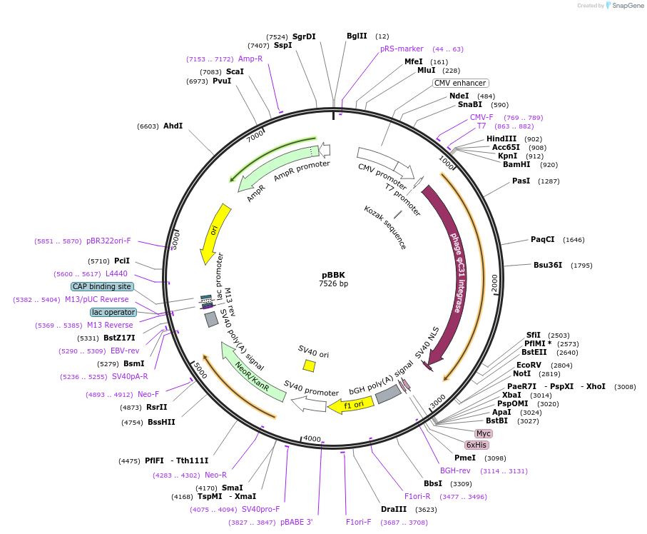 62670-plasmid-map-sequence-id-103228