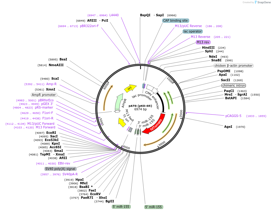 62684-plasmid-map-sequence-id-103237