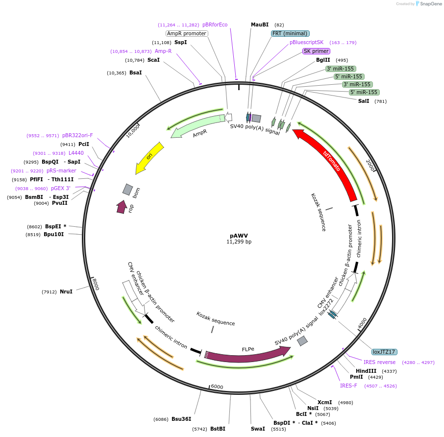 62710-plasmid-map-sequence-id-103265