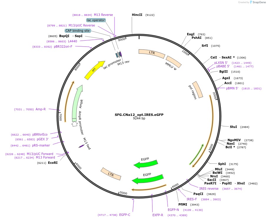 22490-plasmid-map-sequence-id-10334