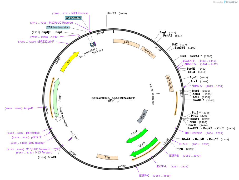 22492-plasmid-map-sequence-id-10336