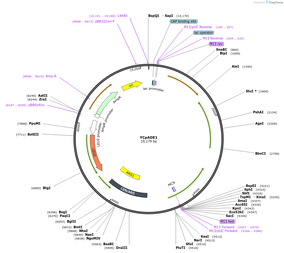 22494-plasmid-map-sequence-id-10338