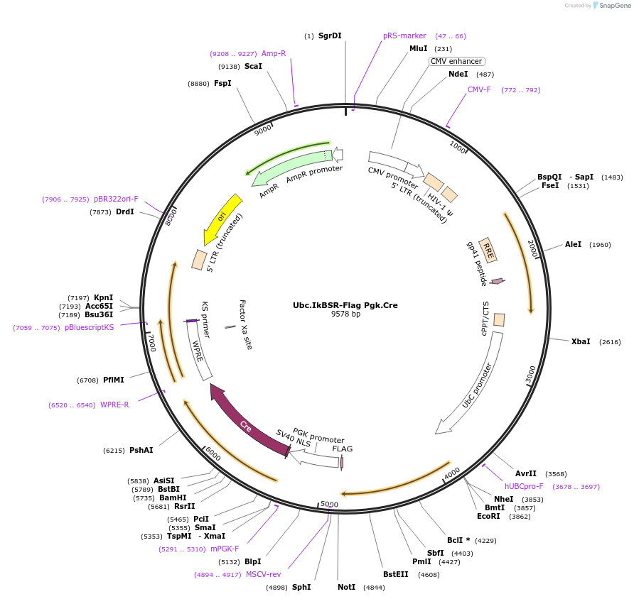 22503-plasmid-map-sequence-id-10340