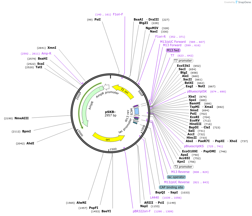 62540-plasmid-map-sequence-id-103413