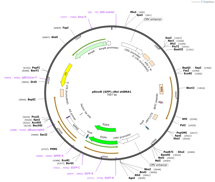 22509-plasmid-map-sequence-id-10342