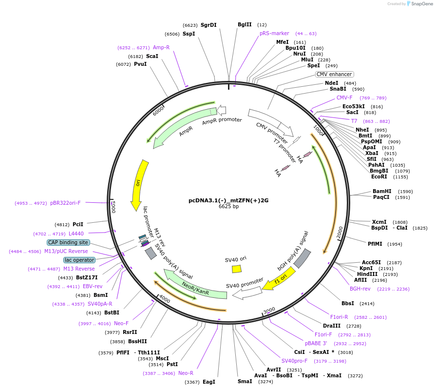 62798-plasmid-map-sequence-id-103422