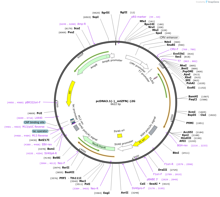 62799-plasmid-map-sequence-id-103423
