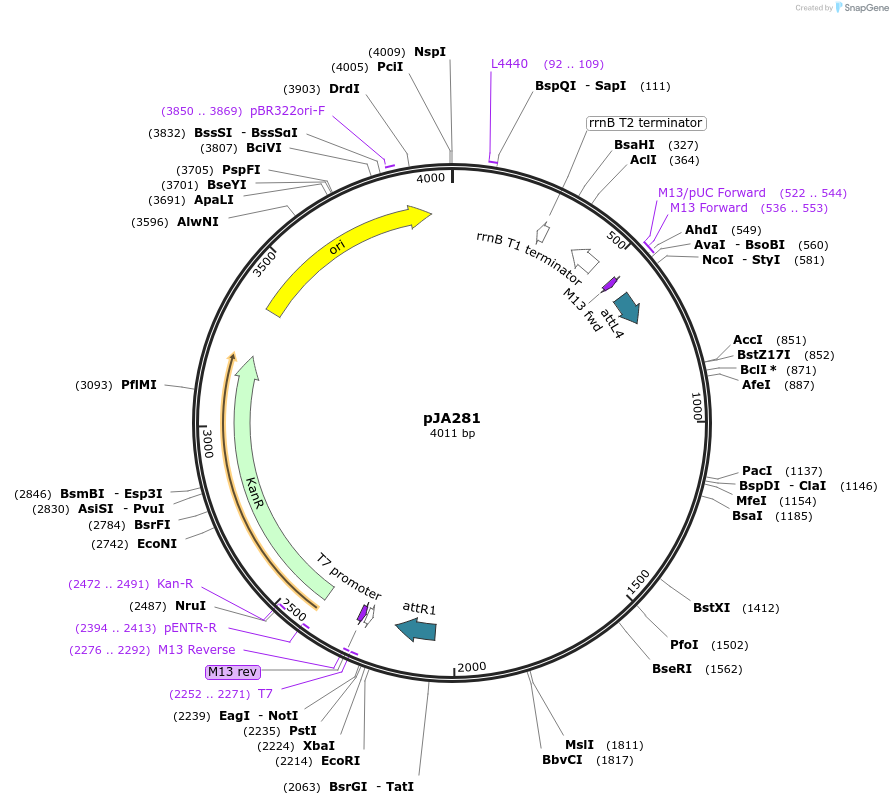 22513-plasmid-map-sequence-id-10343