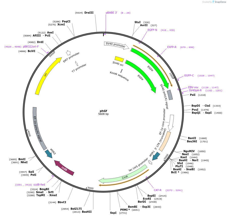 22516-plasmid-map-sequence-id-10345