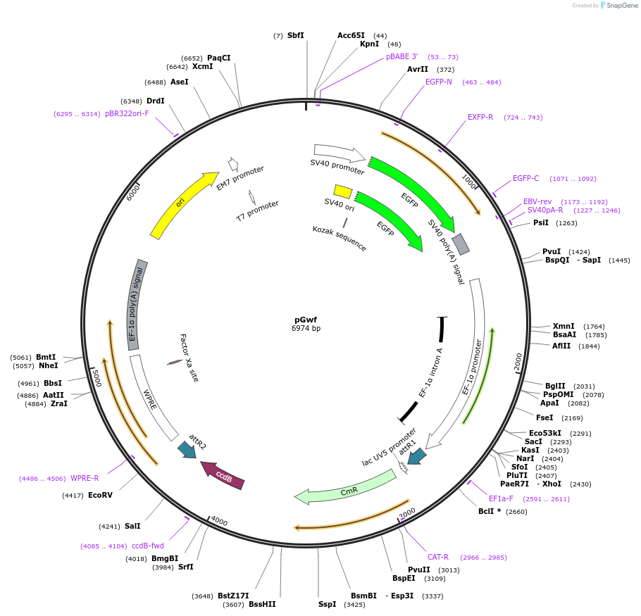 22517-plasmid-map-sequence-id-10346