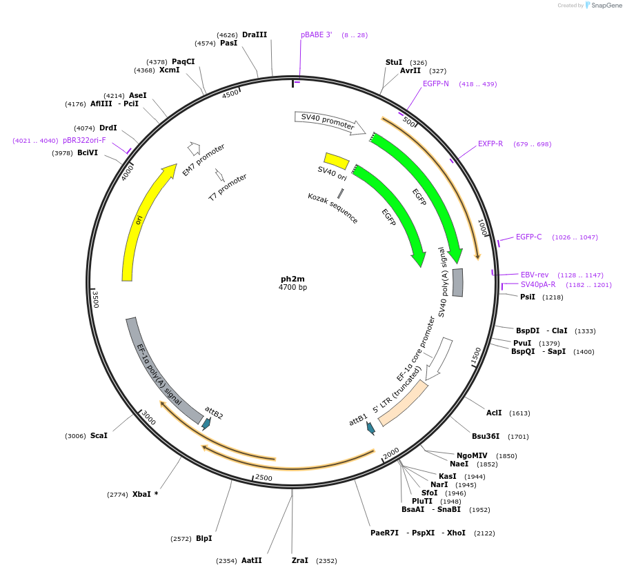 22518-plasmid-map-sequence-id-10347