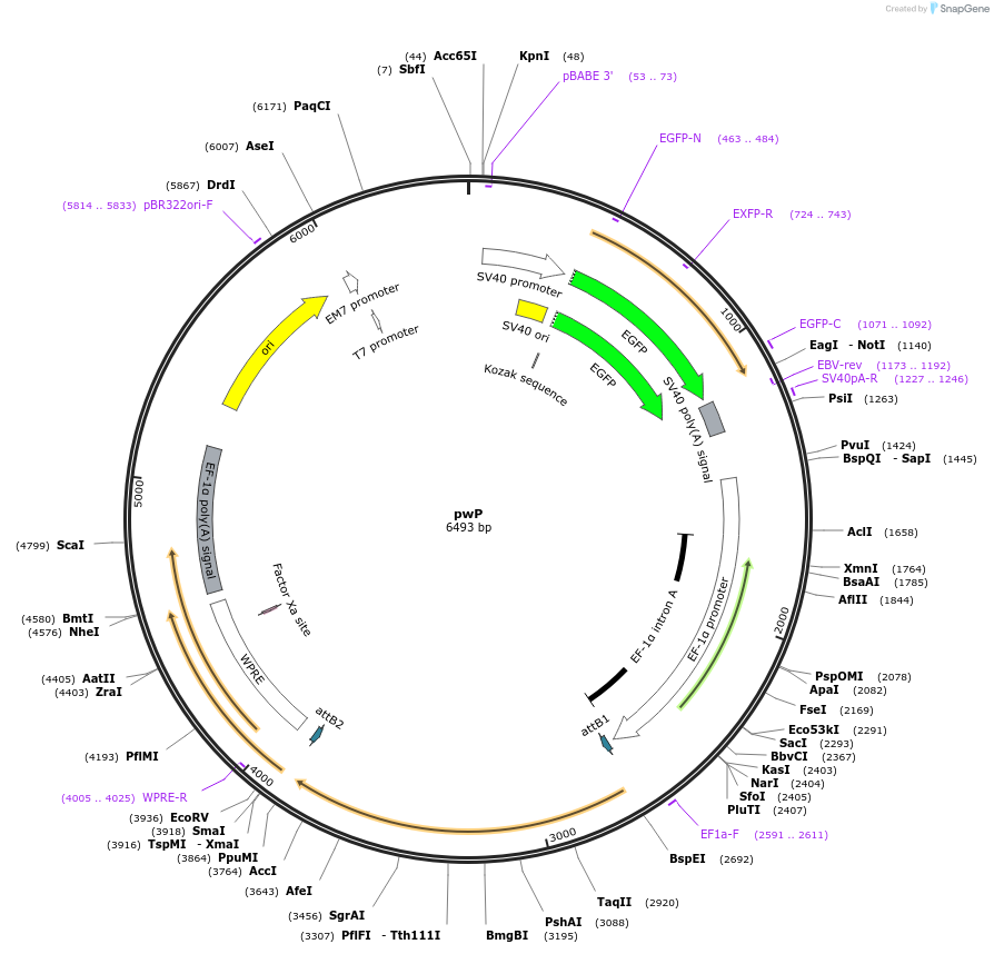 22519-plasmid-map-sequence-id-10348