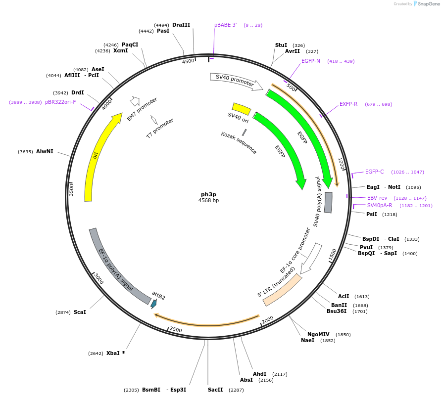 22521-plasmid-map-sequence-id-10350