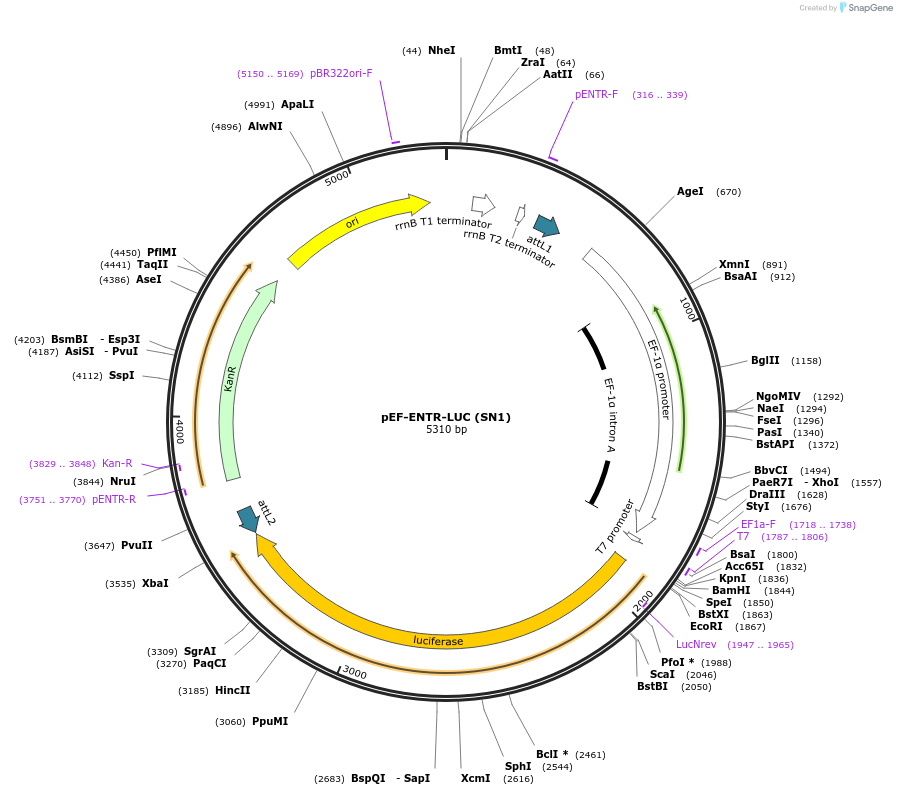 22524-plasmid-map-sequence-id-10354