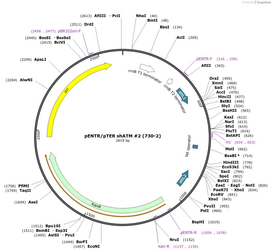 22527-plasmid-map-sequence-id-10357