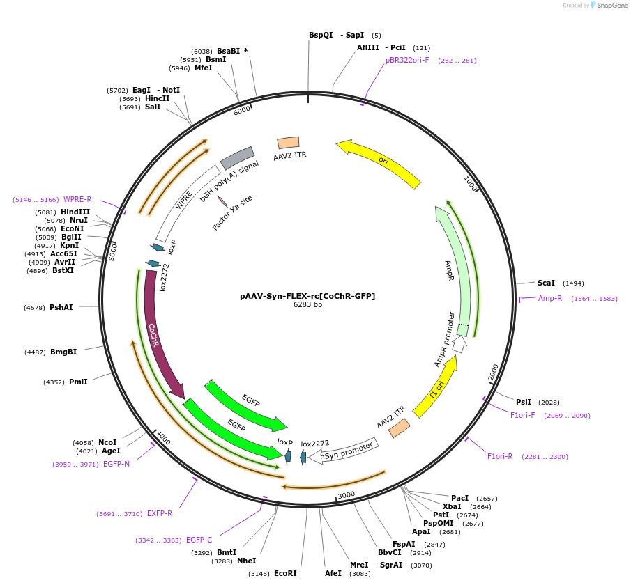62724-plasmid-map-sequence-id-103574