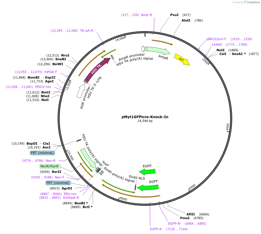22657-plasmid-map-sequence-id-10369
