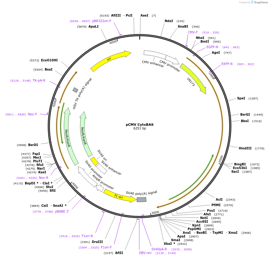 62860-plasmid-map-sequence-id-103768
