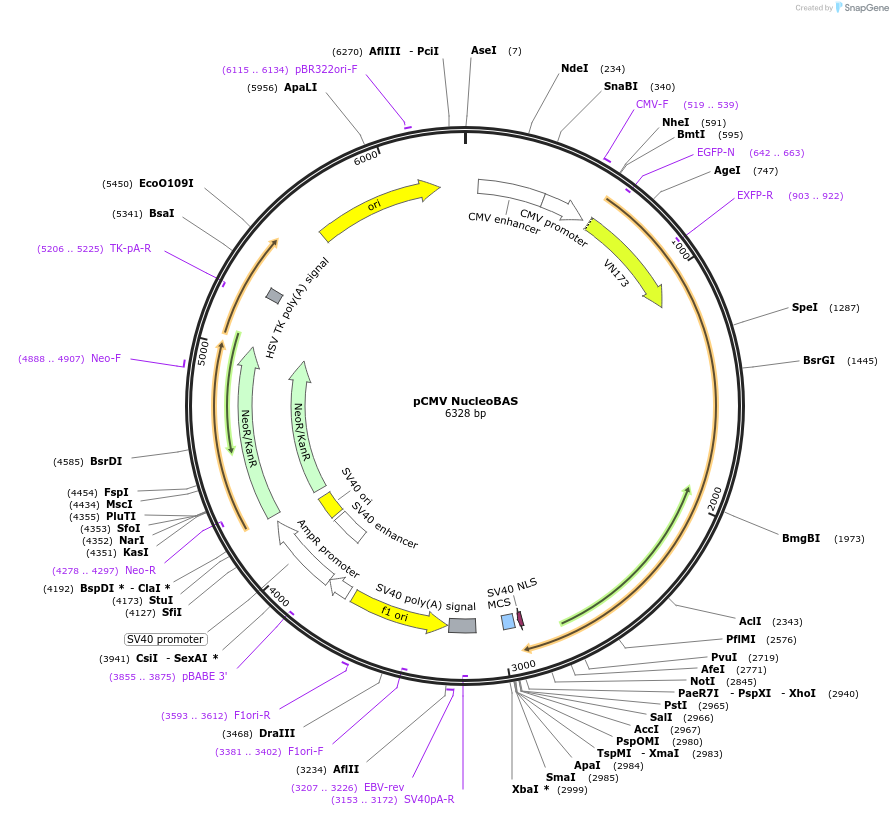62861-plasmid-map-sequence-id-103771