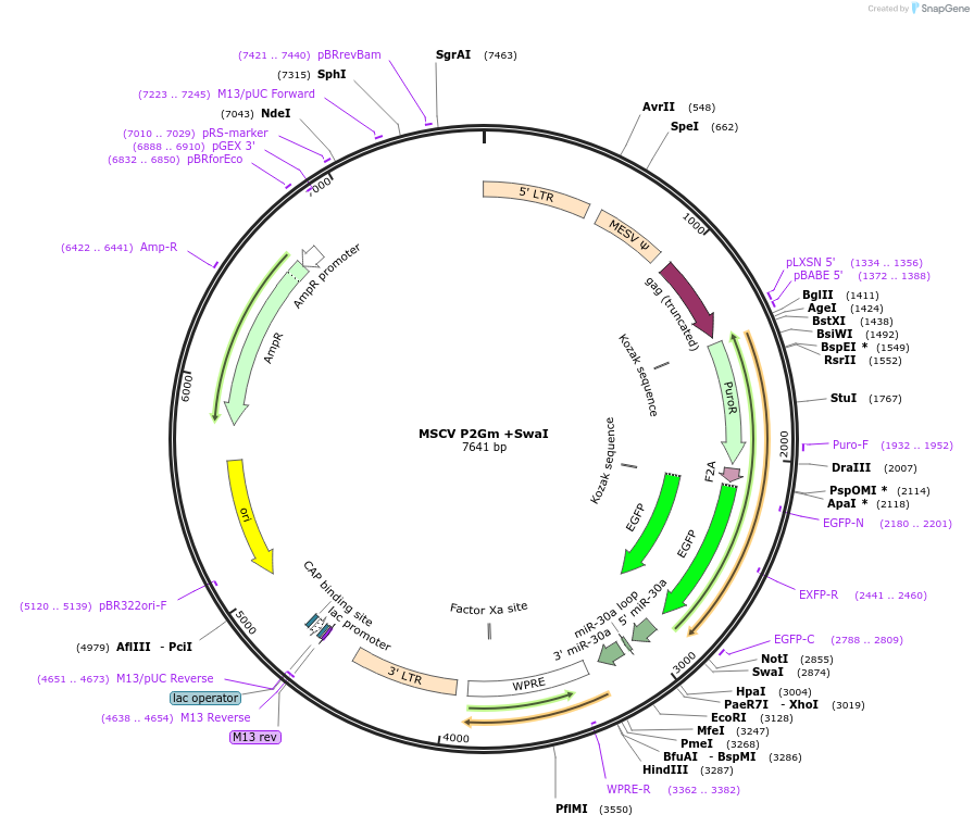 22699-plasmid-map-sequence-id-10379