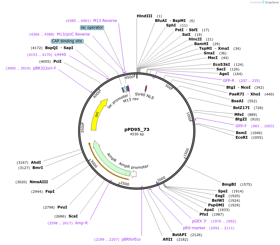 1493-plasmid-map-sequence-id-104