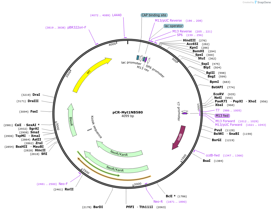 22740-plasmid-map-sequence-id-10403