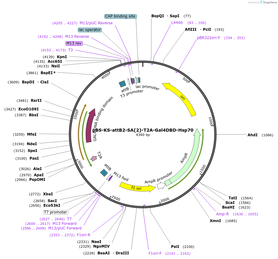 62904-plasmid-map-sequence-id-104033
