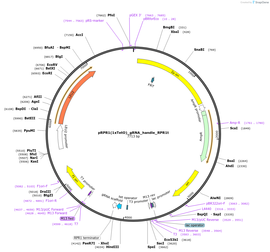62966-plasmid-map-sequence-id-104049
