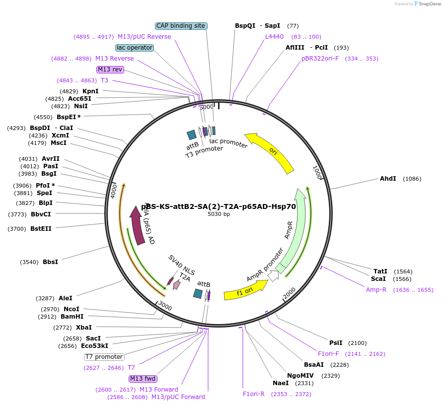 62915-plasmid-map-sequence-id-104070