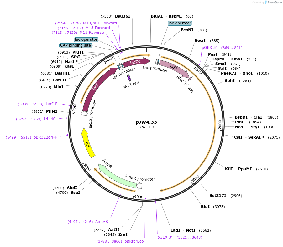 62880-plasmid-map-sequence-id-104084