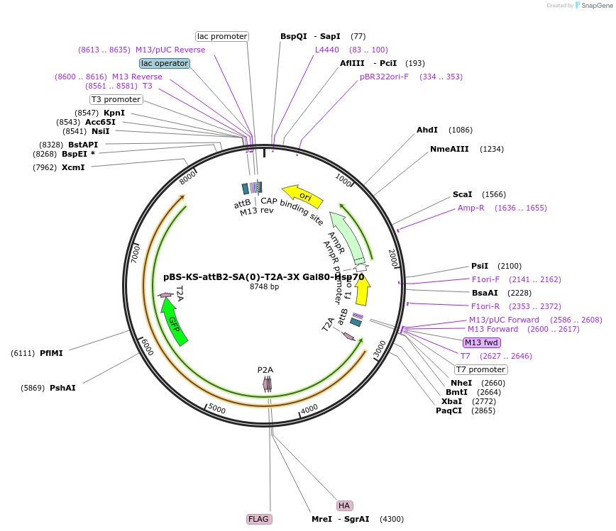 62951-plasmid-map-sequence-id-104087