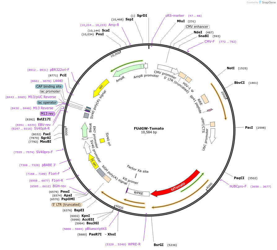 22771-plasmid-map-sequence-id-10422